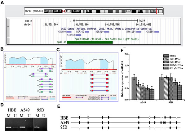 Abnormal expression of miR-410 is not regulated by methylation or acetylation in NSCLC cells.