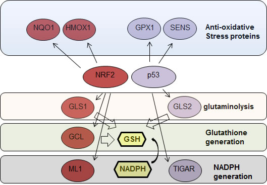 NRF2 and p53 regulate the expression of proteins involved in protection ageist oxidative stress.