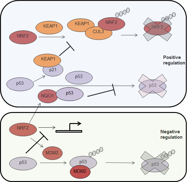 Positive and negative (up or down) co-regulation between p53 and NRF2.