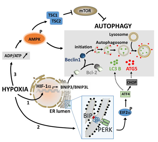 The major pathways involved in the activation of autophagy under hypoxic stress.