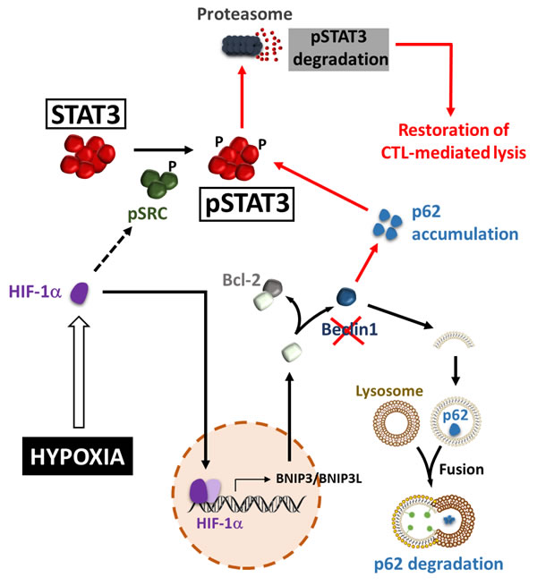 Hypoxia-induced autophagy regulates pSTAT3 and impairs CTL-mediated tumor cell killing.