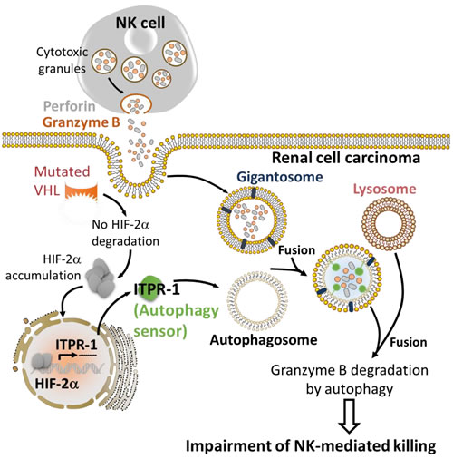 HIF-2&#x3b1; induces the expression of the autophagy sensor ITPR1 leading to the impairment of NK-mediated renal cell carcinoma killing.