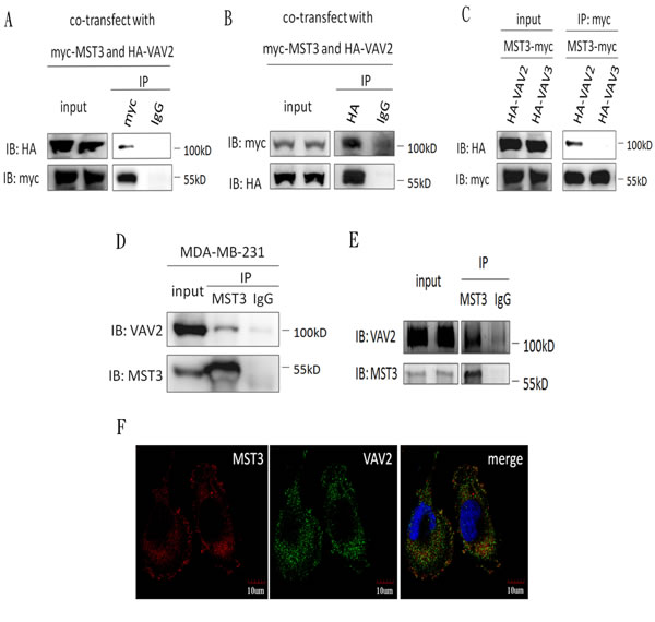 MST3 interacts with VAV2 HEK293 cells were co-transfected with MST3-myc and HA-VAV2 or HA-VAV3.