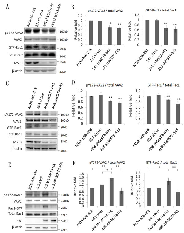 MST3 enhances VAV2 phosphorylation and Rac1 activation.