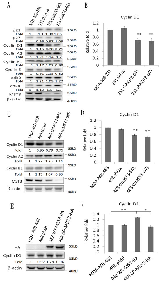 Downregulation and overexpression of MST3 regulate cyclin D1 expression.