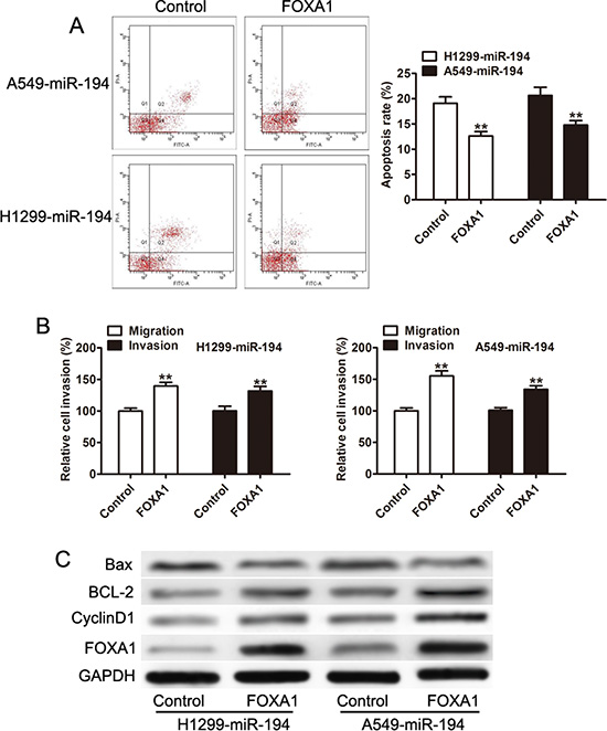 Overxpression of FOXA1 inhibits the pro-apoptotic, anti-invasive, and anti-migratory capacities attributed to miR-194.