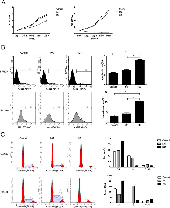 Effect of ZFX knockdown on cell proliferation, apoptosis and cell cycle in CRC cells.