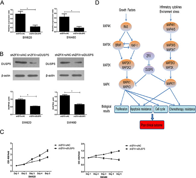 Validation of DUSP5 gene as a ZFX target.