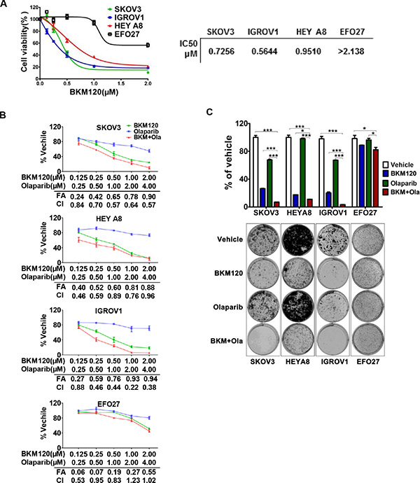 Responses of ovarian cancer cells to BKM120 and Olaparib as single-agents and in combination.
