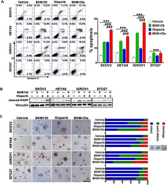 Effects of BKM120 and Olaparib as single-agents and in combination on the survival of ovarian cancer cells.