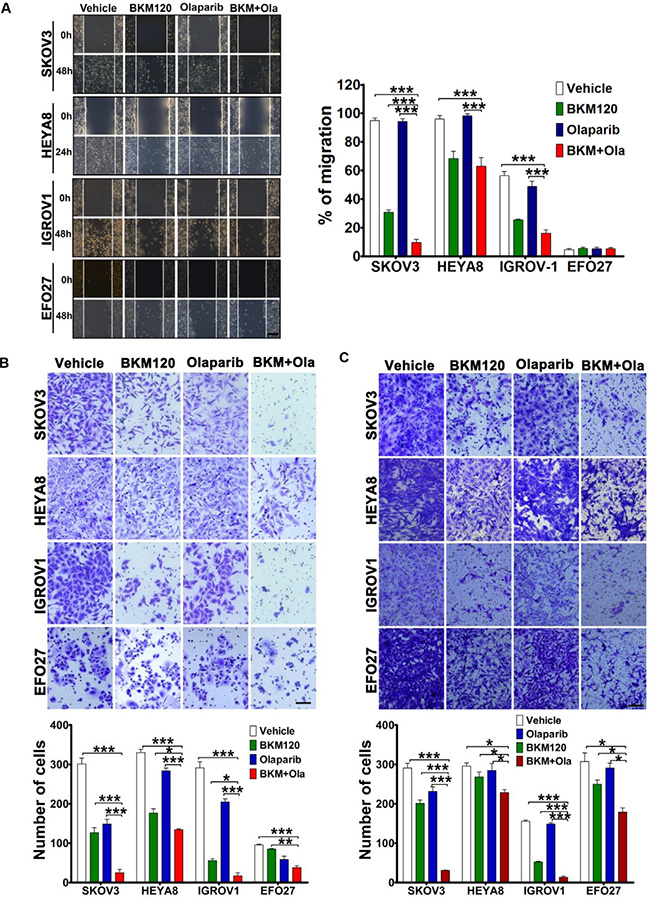 Effects of BKM120 and Olaparib as single-agents and in combination on migration and invasion of ovarian cancer cells.