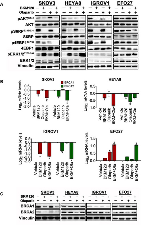 Effects of BKM120 and Olaparib as single-agents and in combination on PI3K/AKT/mTOR signaling and BRCA1/2 expression in ovarian cancer cells.