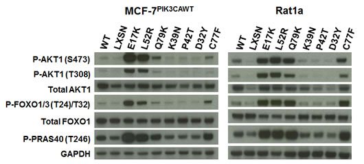 Non-hotspot AKT1 PH domain mutants L52R, C77F, and Q79K increase Akt1 activation and downstream signaling.