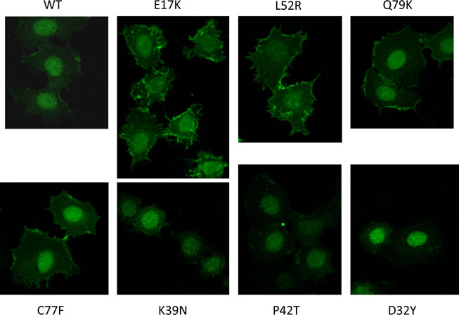Confocal microscopy demonstrates constitutive membrane localization of Akt1 PH domain-EGFP fusion proteins under serum starved conditions in E17K, L52R, C77F, and Q79K mutants.