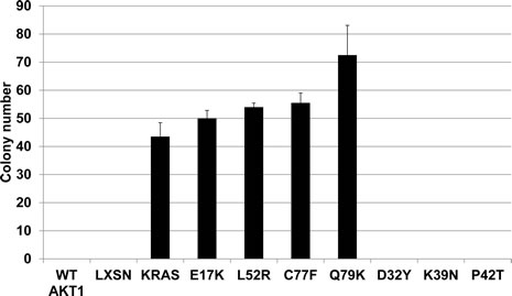 Novel AKT1 mutants L52R, C77F, and Q79K transform Rat1a fibroblasts in a soft agar colony formation assay.