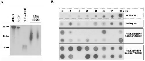 Soluble truncated HER2 forms carry a portion of the ICD and are quantifiable by Dot blot assay.