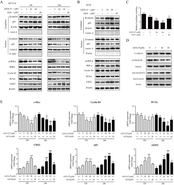 GEN-27 inhibits &#x3b2;-catenin activity in human colorectal tumor cells.