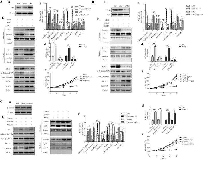 The p65-CDX2-&#x3b2;-catenin axis is responsible for the anti-proliferation effect of GEN-27 on HCT116 human colon cancer cells.