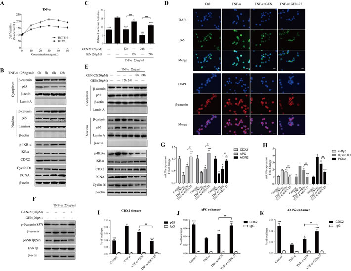 GEN-27 inhibits TNF-&#x3b1;-induced proliferation of human colon cancer cells.