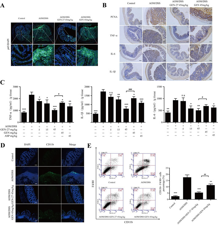 GEN-27 attenuates inflammation in the colitis-associated colorectal cancer model.