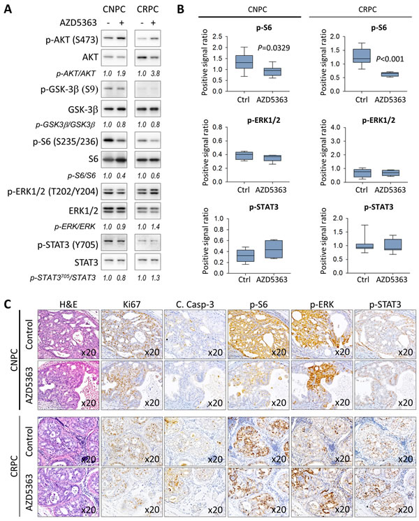 Characterization of the PI3K/AKT, MAPK, and JAK/STAT3 signaling pathways in