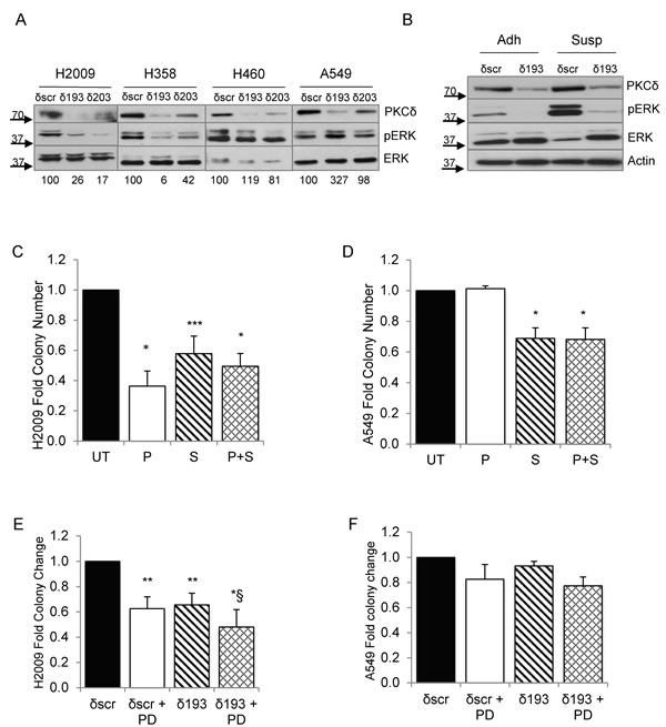 ERK activation is regulated PKC&#x3b4; and integrin &#x3b1;