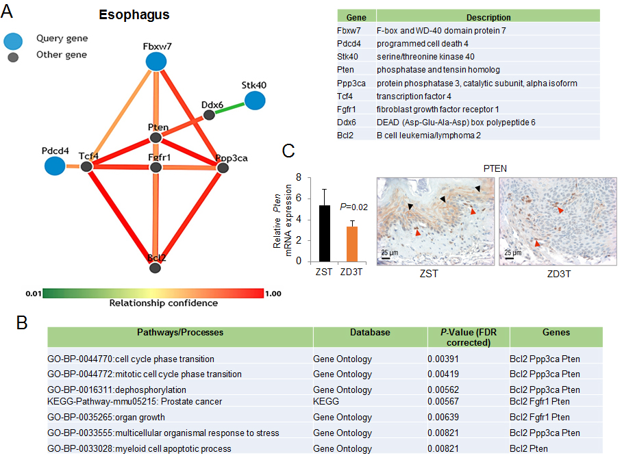 Esophagus-specific functional relationship network among Fbxw7, Stk40, and Pdcd4 using the Functional Networks of Tissues in Mouse (FNTM) prediction tool.