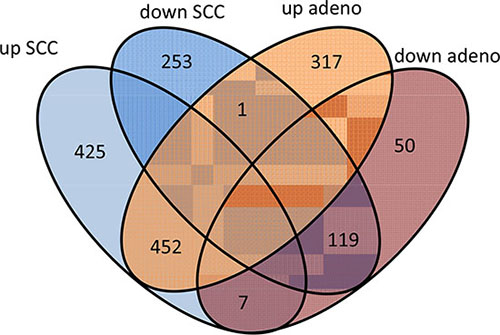 Venn diagram of proteins that are up and down-regulated in SCC and adenocarcinoma.