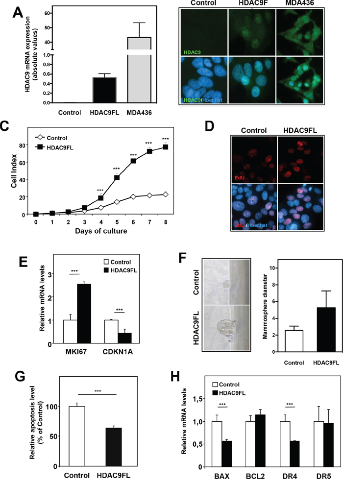 HDAC9 regulates cell proliferation and apoptosis in breast cancer cells.