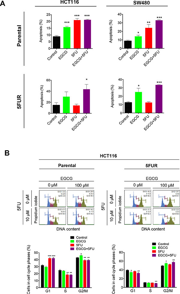 EGCG induces apoptosis and cell cycle arrest in 5FU resistant colorectal cancer cells.