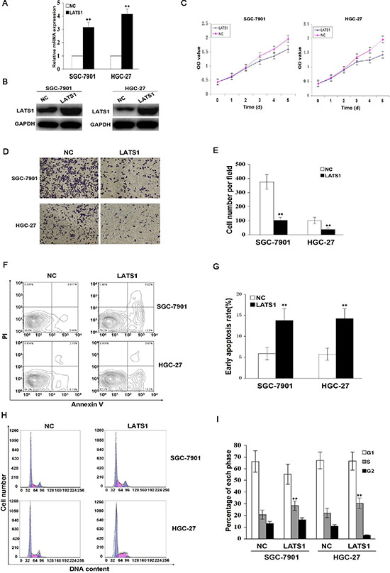 Overexpression of LATS1 inhibits cell growth and invasion.