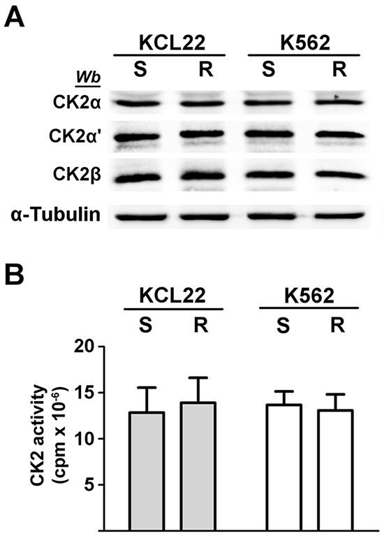 Analysis of CK2 expression and activity in CML cells.