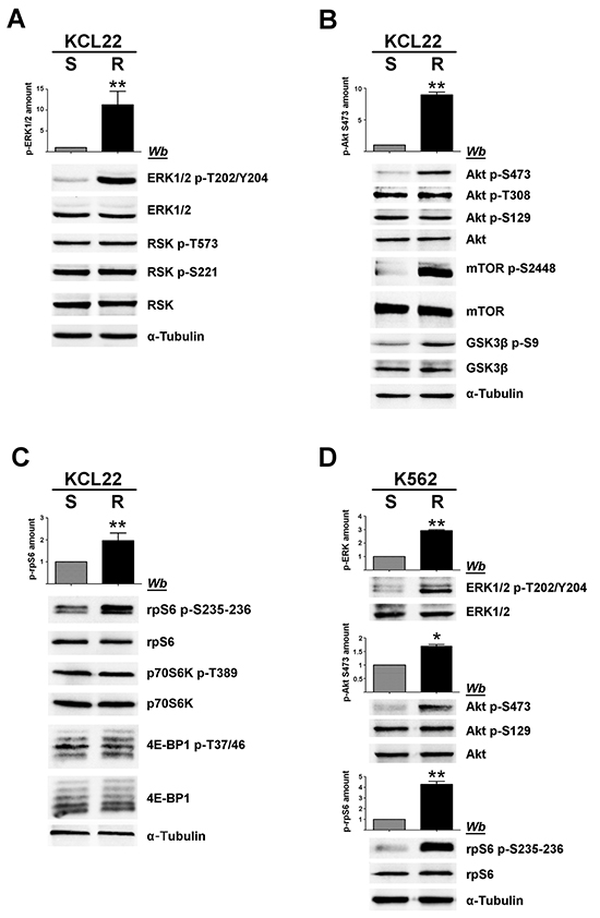 Analysis of MEK/ERK1/2 and PI3K/Akt/mTOR pathways in imatinib-sensitive and -resistant CML cells.