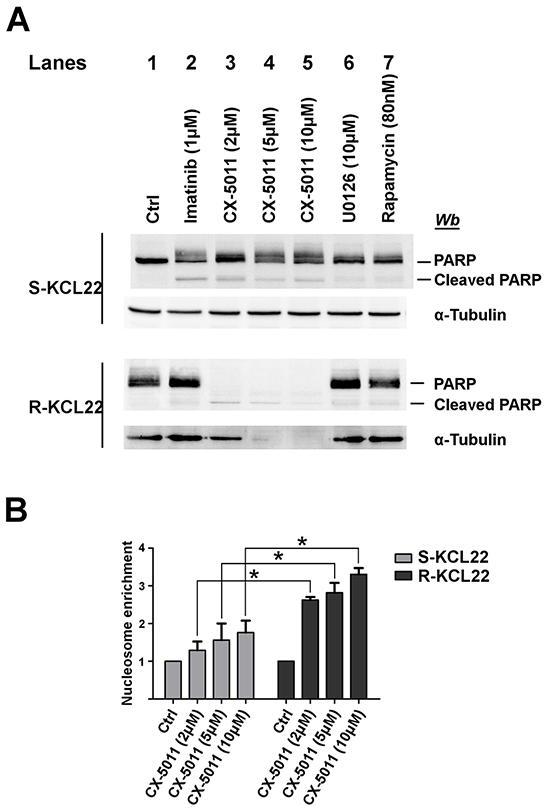 Analysis of apoptosis induction by CK2-inhibition in KCL22 cells.