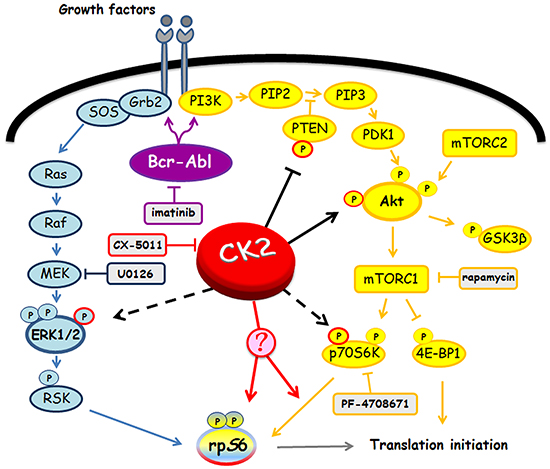 Involvement of Bcr-Abl and CK2 in MEK/ERK1/2 and PI3K/Akt/mTOR/p70S6K pathways.