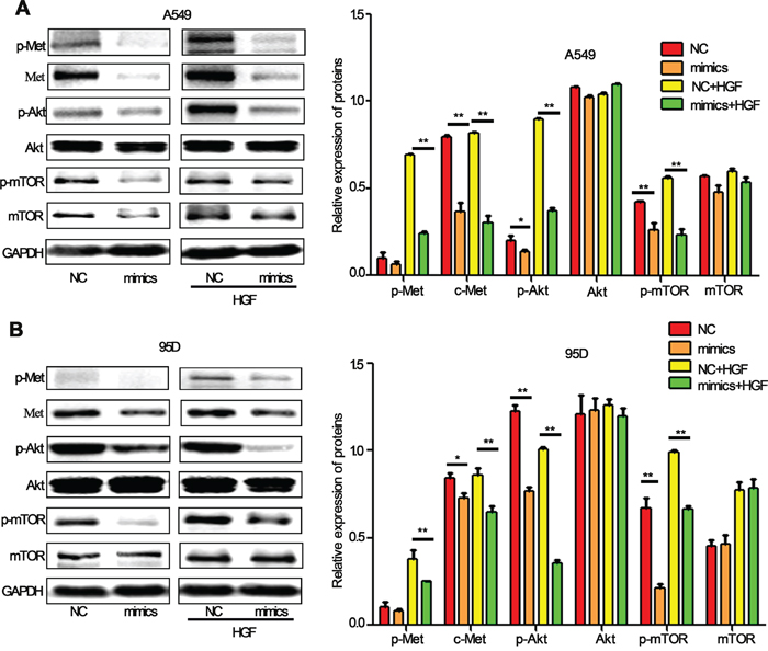 miR-206 inhibited HGF-induced activation of PI3k/Akt/mTOR signaling in lung cancer cells.
