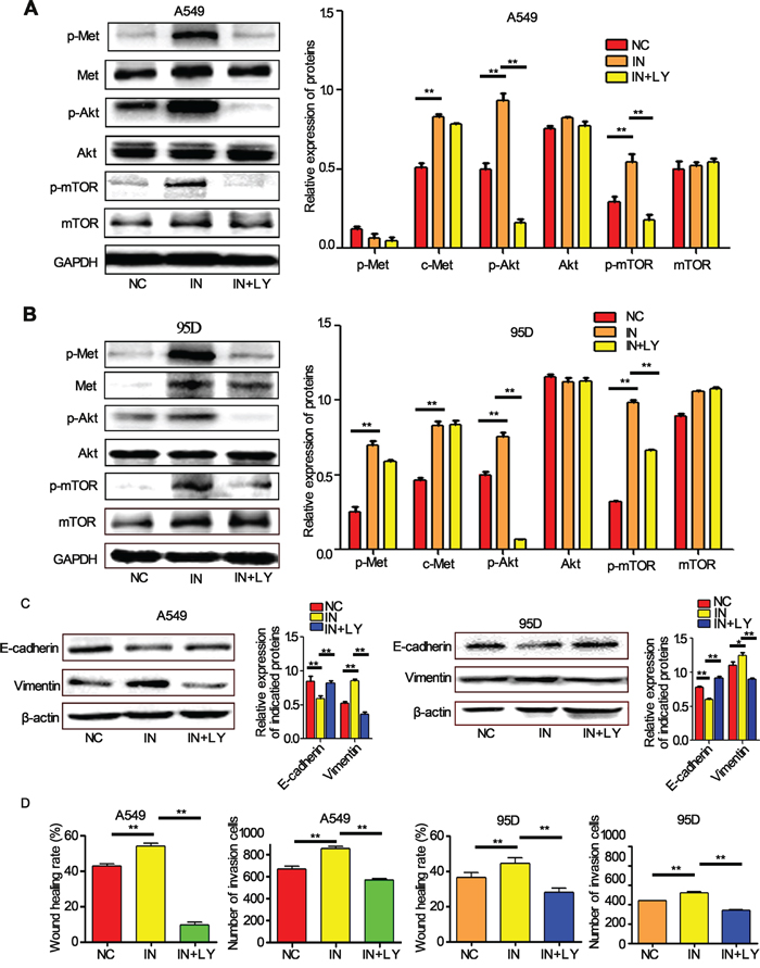 miR-206 inhibitors increased the EMT, migration and invasion of cells.