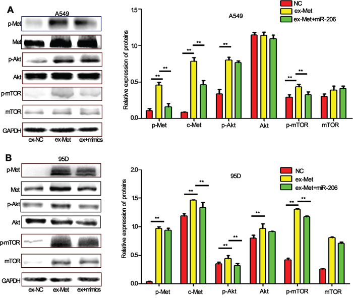 miR-206 inhibits c-Met overexpression-induced activation of Akt/mTOR pathway.
