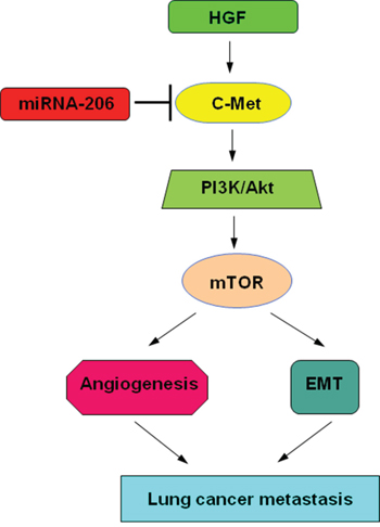 Proposed models on the inhibitory role of miR-206 in HGF-induced EMT, angiogenesis and metastasis.