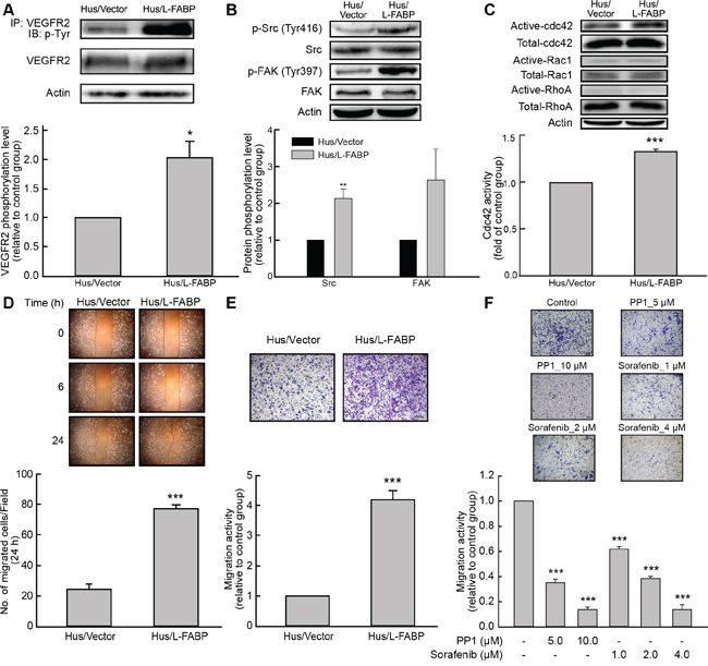 L-FABP increases cell migration activity via VEGFR2/Src signaling and the FAK/cdc42 pathway.