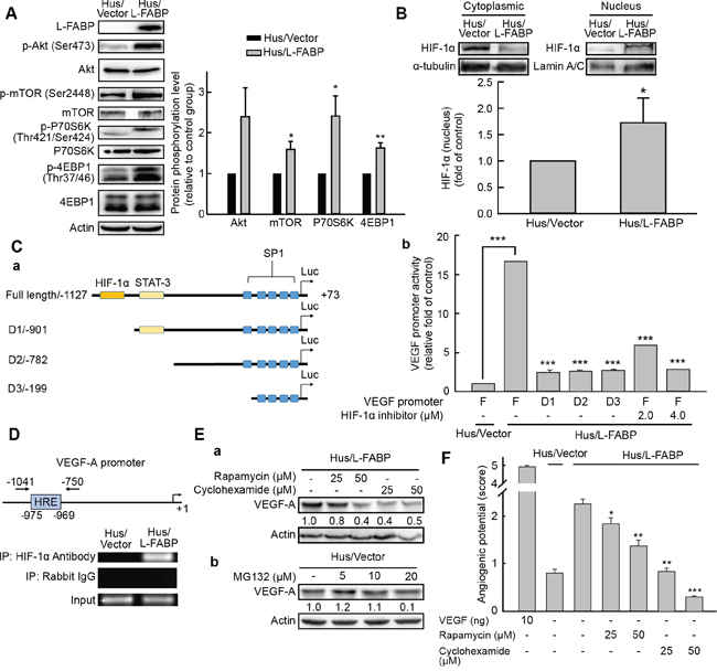 L-FABP-promoted VEGF-A expression is regulated by HIF-1&#x03B1; via the Akt/mTOR/P70S6K/4EBP1 pathway.