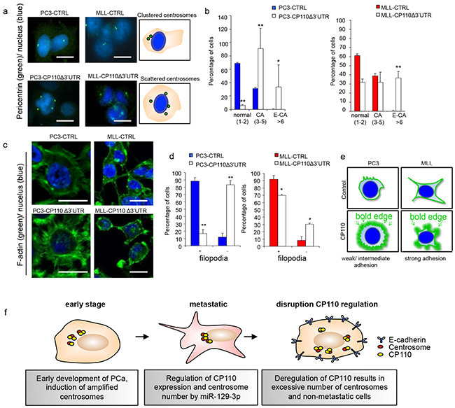 CP110 regulates PCa invasion via centrosomes.