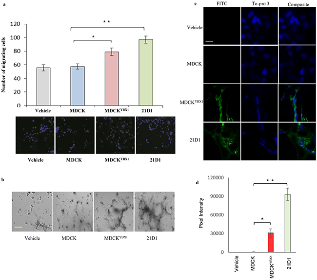 Exosomes from oncogenic cells promote endothelial cell angiogenesis in vitro and in vivo.