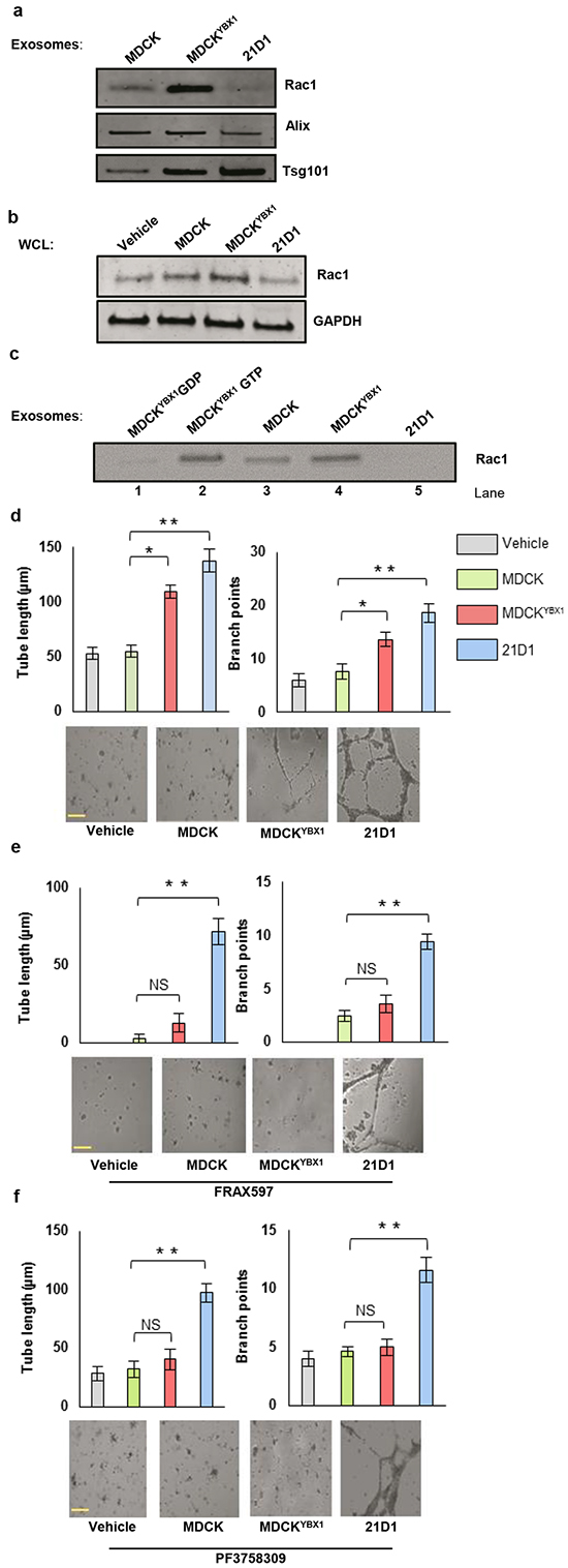 MDCKYBX1 exosomes contain active Rac1 and promote 2F-2B cell tube formation.