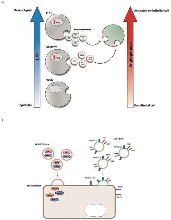 Exosomes released from oncogenic cells undergoing EMT can promote angiogenesis in recipient endothelial cells.