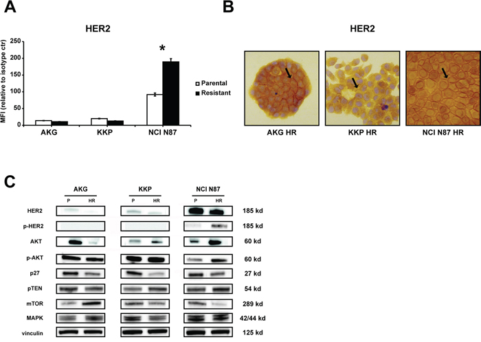 Characterization of trastuzumab targeting in resistant subclones: AKG HR, KKP HR and NCI N87 HR cells.