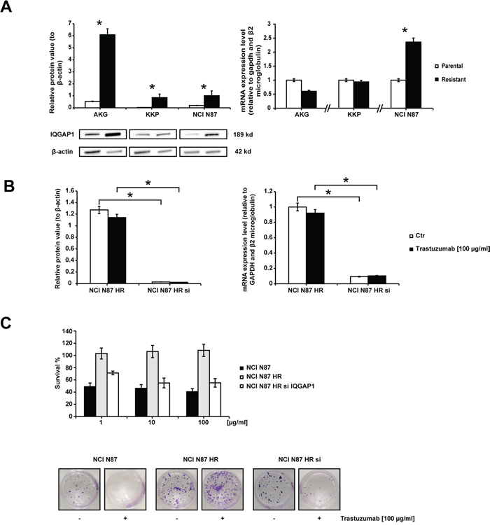 Trastuzumab sensitivity in subclone NCI N87 HR restored by IQGAP1 knockdown.