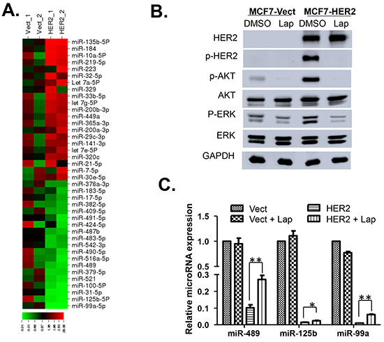 Screening of miRNAs differentially expressed in MCF7 Vector and HER2 cells.
