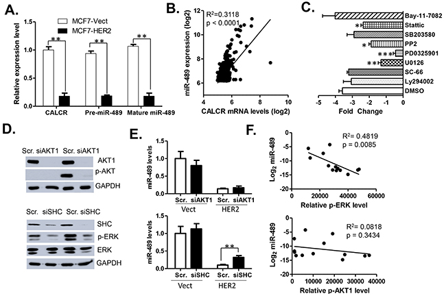 Expression of miR-489 is downregulated at transcriptional level by HER2 signaling.