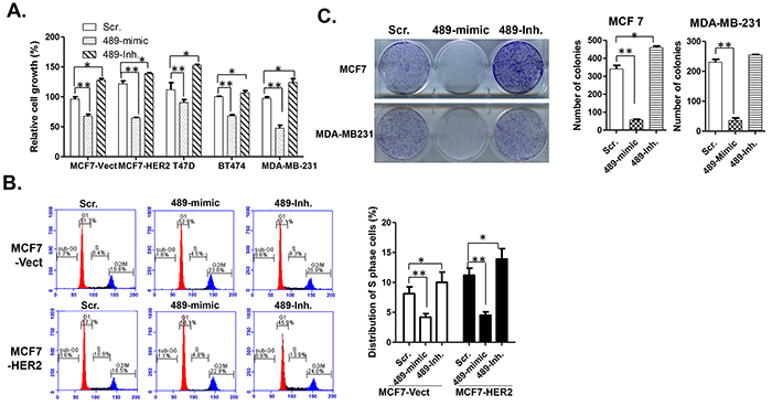 Overexpression of miR-489 in breast cancer cells inhibits cell proliferation.